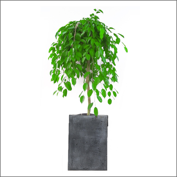 2e8f05eae273b3d146d2d0fd73246ea3_1442297741_5224.jpeg